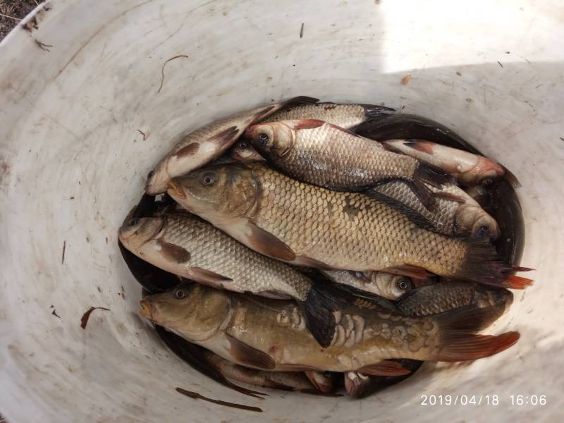 Фотоотчет по рыбе: Карась, Карп. Место рыбалки: Локтыши
