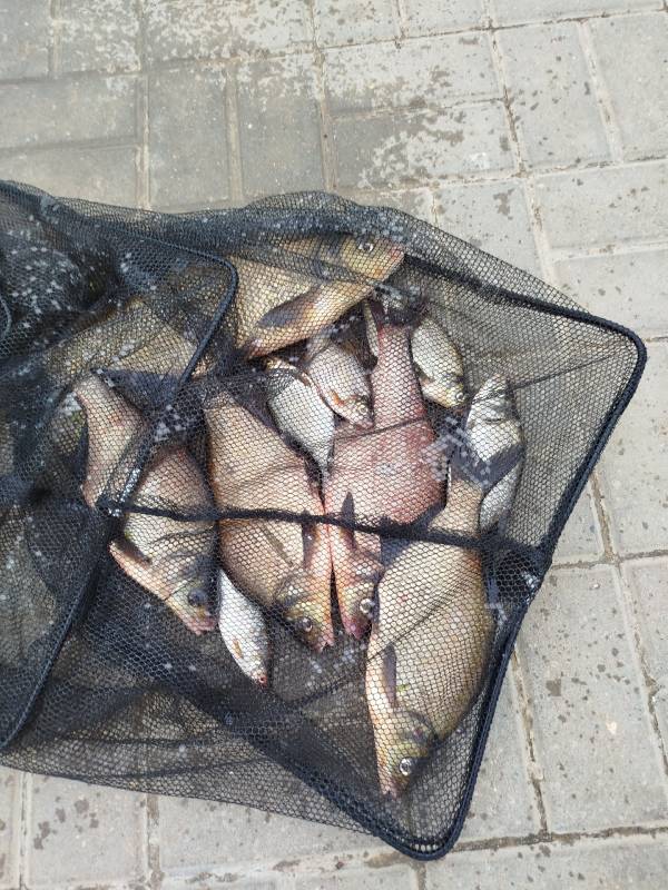 Фотоотчет по рыбе: Густера, Лещ. Место рыбалки: Брестская область