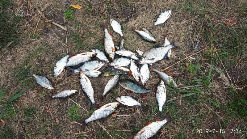 Фотоотчет по рыбе: Лещ, Окунь, Плотва. Место рыбалки: Красная Слобода