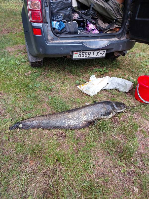 Фотоотчет по рыбе: Сом. Место рыбалки: Минская область