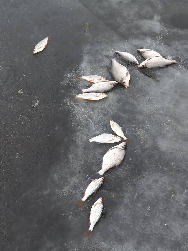 Фотоотчет по рыбе: Лещ, Плотва. Место рыбалки: Острошицкий Городок