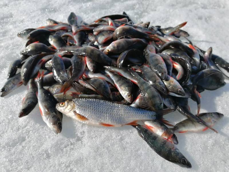 Фотоотчет по рыбе: Окунь, Плотва. Место рыбалки: Витебск