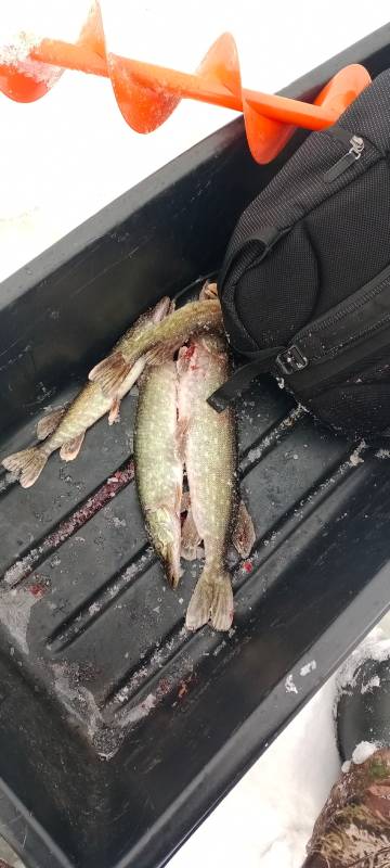 Фотоотчет по рыбе: Щука. Место рыбалки: озеро Обида