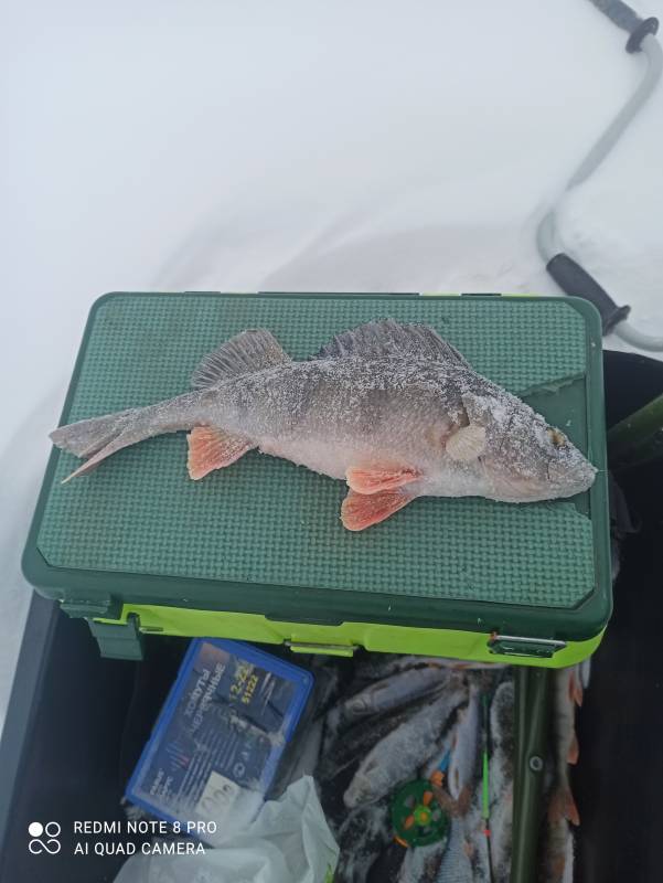 Фотоотчет по рыбе: Окунь. Место рыбалки: озеро Обида