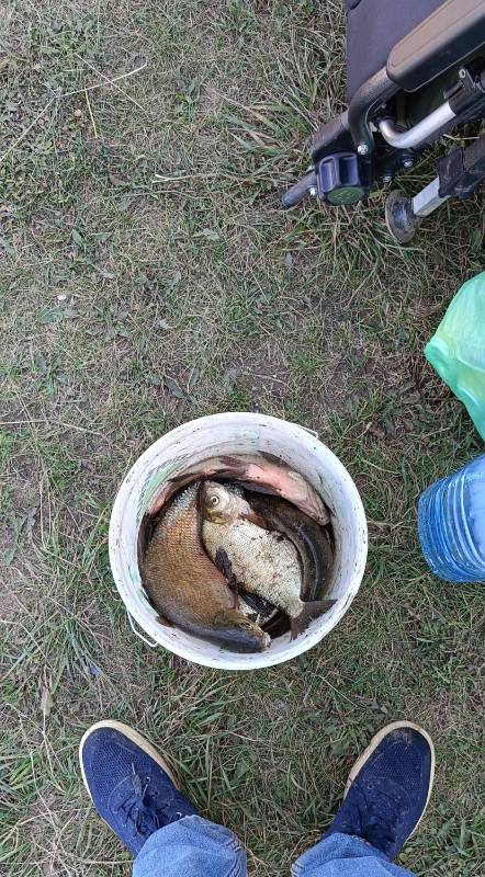 Рыболовный отчет по рыбе: Лещ