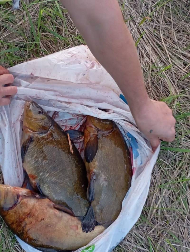Рыболовный отчет по рыбе: Линь