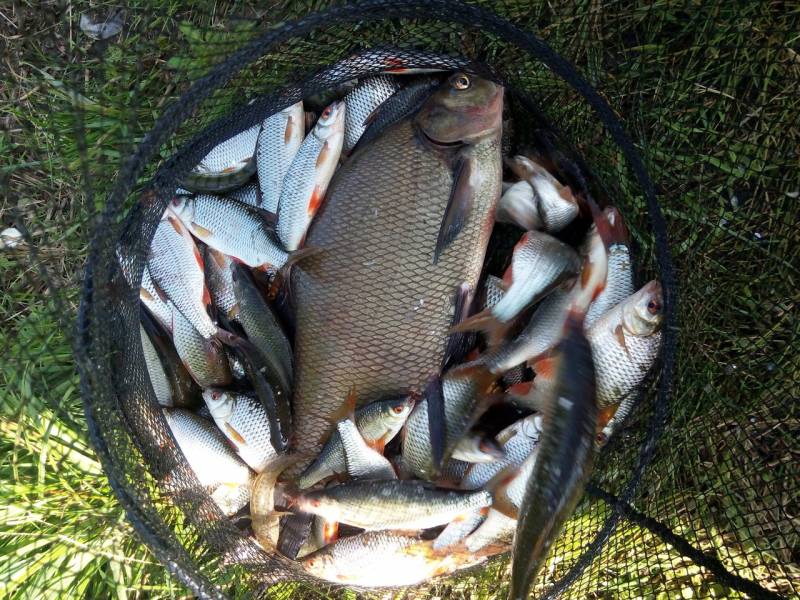 Фотоотчет по рыбе: Лещ, Плотва. Место рыбалки: Могилёвский район