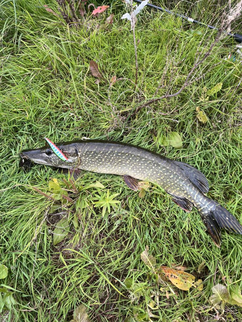 Рыболовный отчет по рыбе: Щука