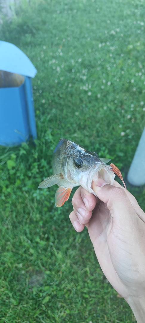 Фотоотчет рыбалки - Козловщина