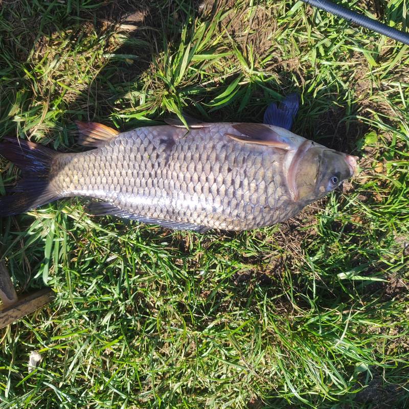 Рыболовный отчет по рыбе: Карп