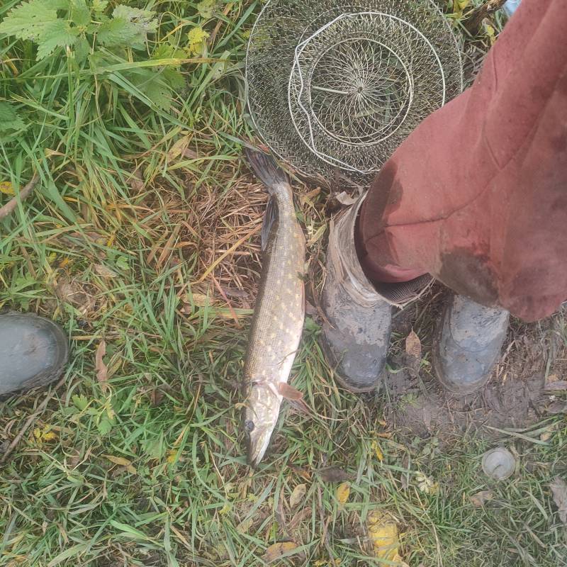 Рыболовный отчет по рыбе: Щука