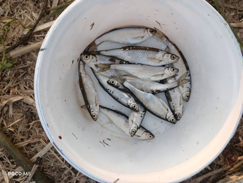 Рыболовный отчет по рыбе: Уклейка