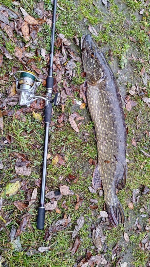 Рыболовный отчет по рыбе: Щука