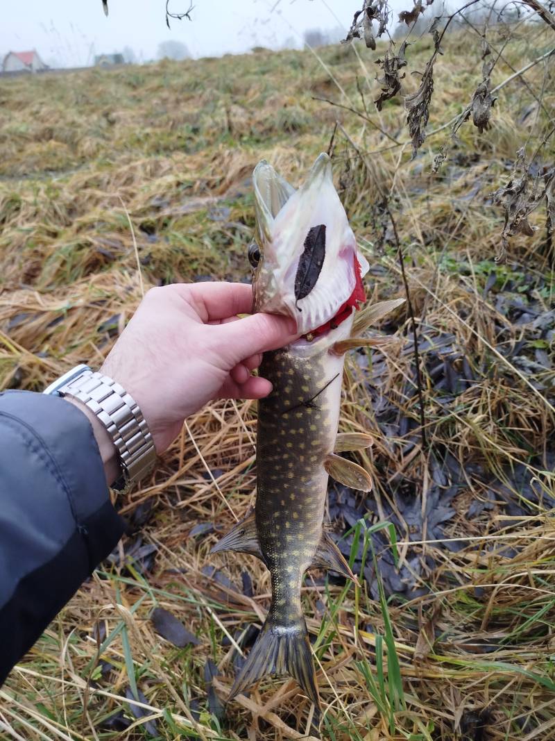 Фотоотчет рыбалки - Косачи