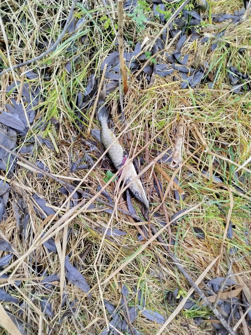 Фотоотчет рыбалки - Косачи