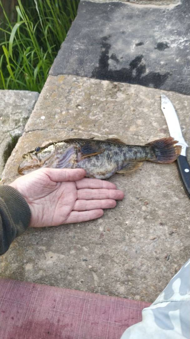 Рыболовный отчет по рыбе: Ротан