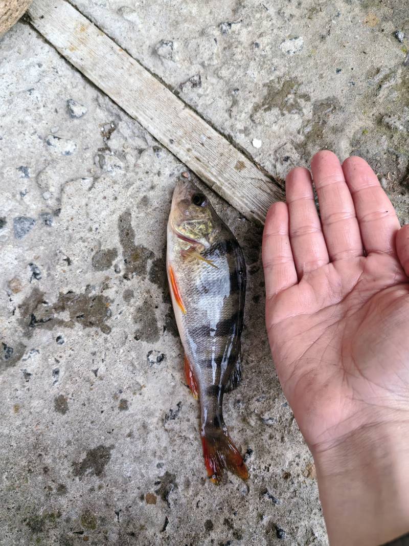 Рыболовный отчет по рыбе: Окунь