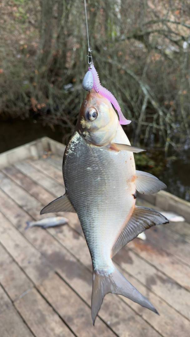 Рыболовный отчет по рыбе: Лещ