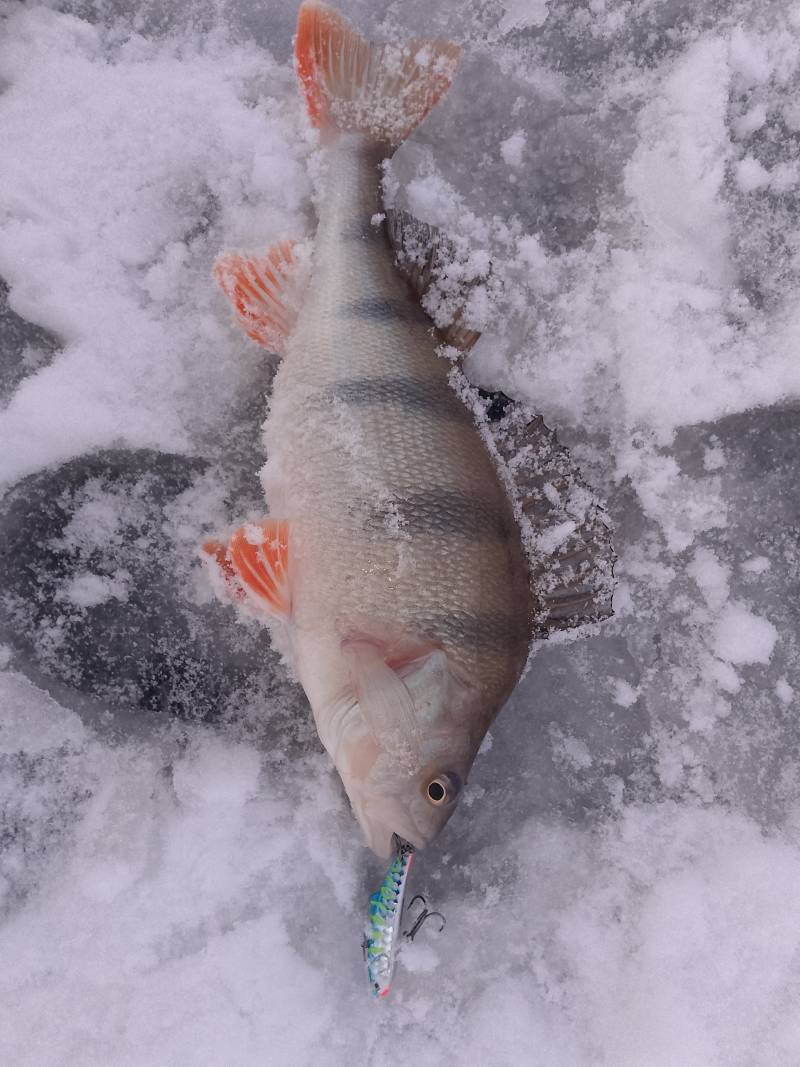 Рыболовный отчет по рыбе: Окунь