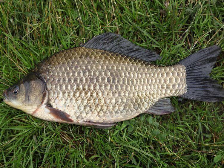 Рыболовный отчет по рыбе: Карась