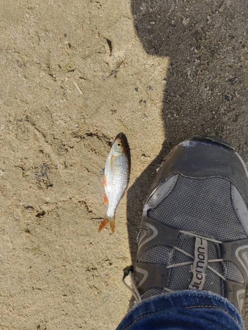 Рыболовный отчет по рыбе: Плотва