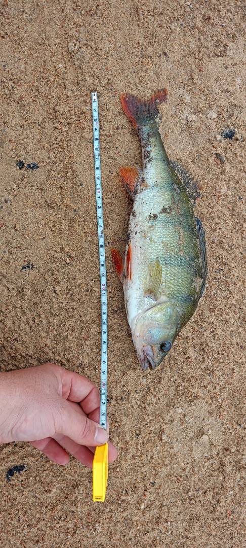 Фотоотчет рыбалки - Цнянское водохранилище