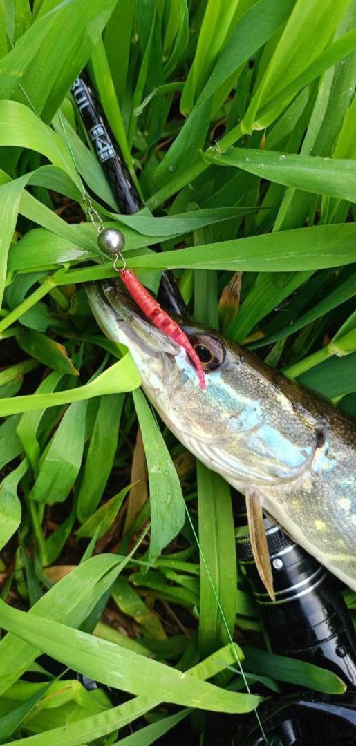 Фотоотчет рыбалки - Смолевичи