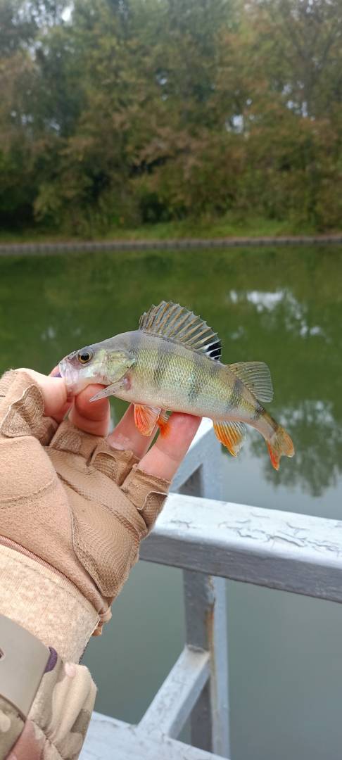 Фотоотчет рыбалки - Беларусь