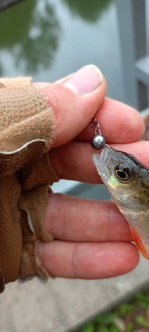 Фотоотчет рыбалки - Беларусь