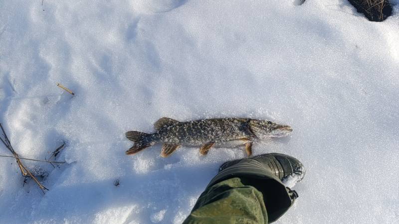 Рыболовный отчет по рыбе: Щука