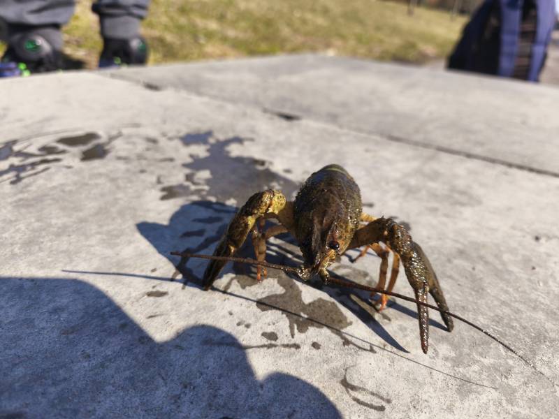 Рыболовный отчет по рыбе: Рак