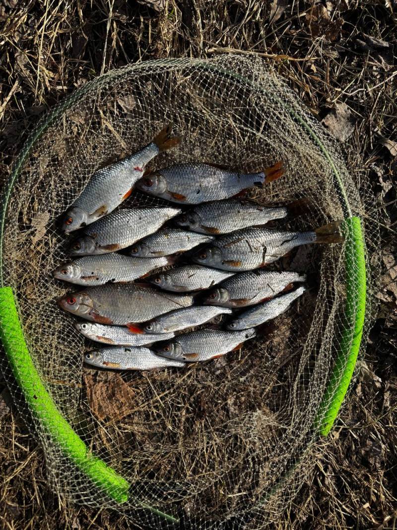 Рыболовный отчет по рыбе: Плотва, Уклейка