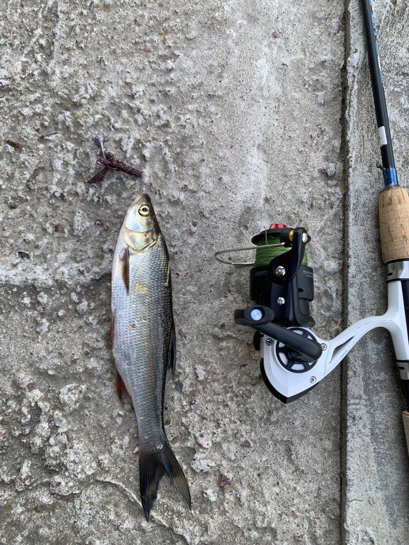 Рыболовный отчет по рыбе: Жерех