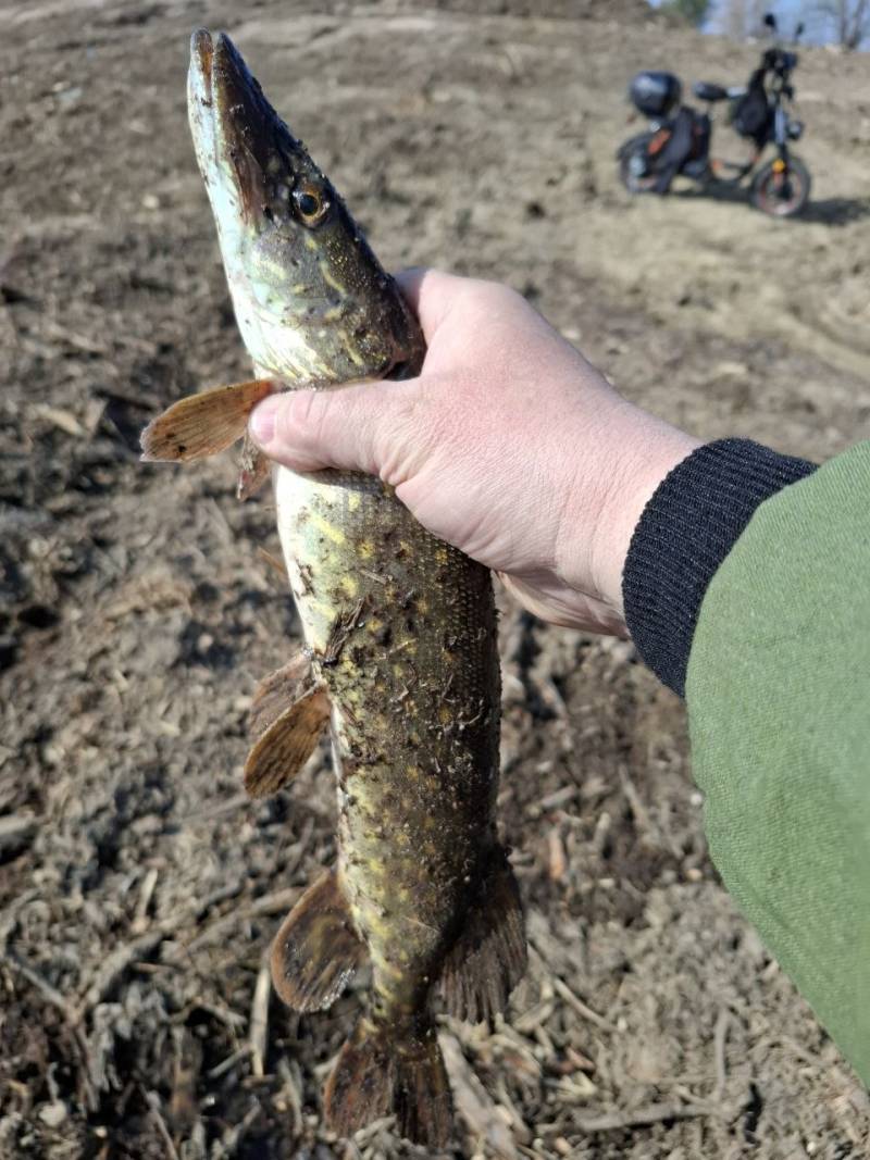 Рыболовный отчет по рыбе: Щука