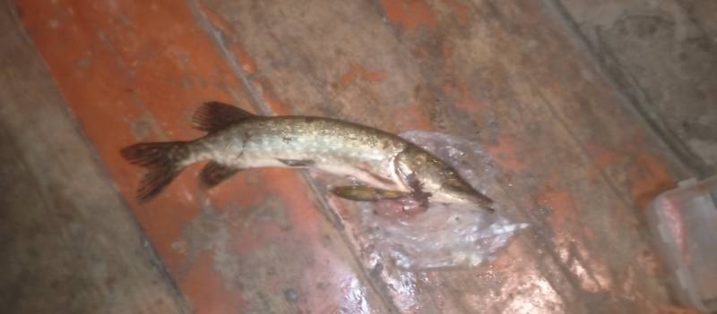 Рыболовный отчет по рыбе: Щука