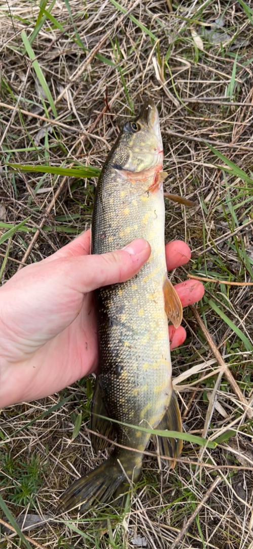 Рыболовный отчет по рыбе: Щука