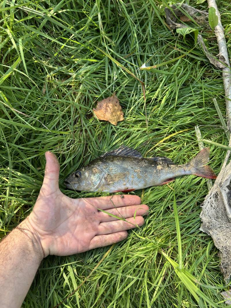 Рыболовный отчет по рыбе: Окунь