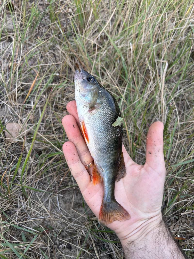 Рыболовный отчет по рыбе: Окунь