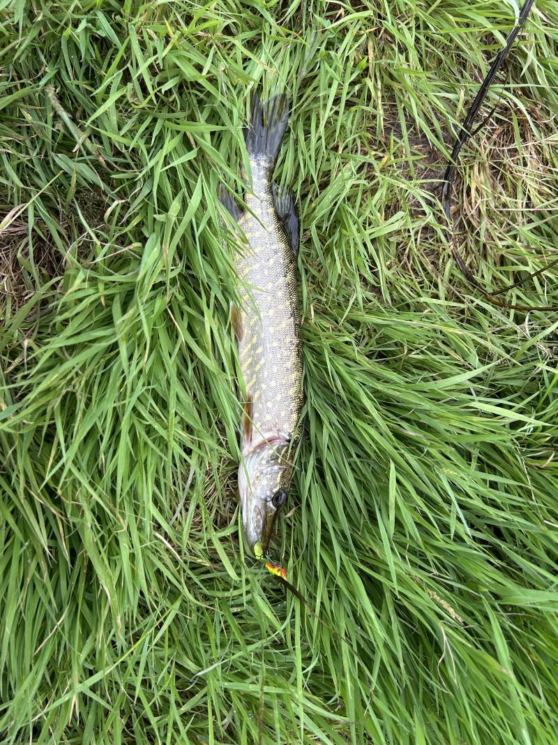 Рыболовный отчет по рыбе: Щука