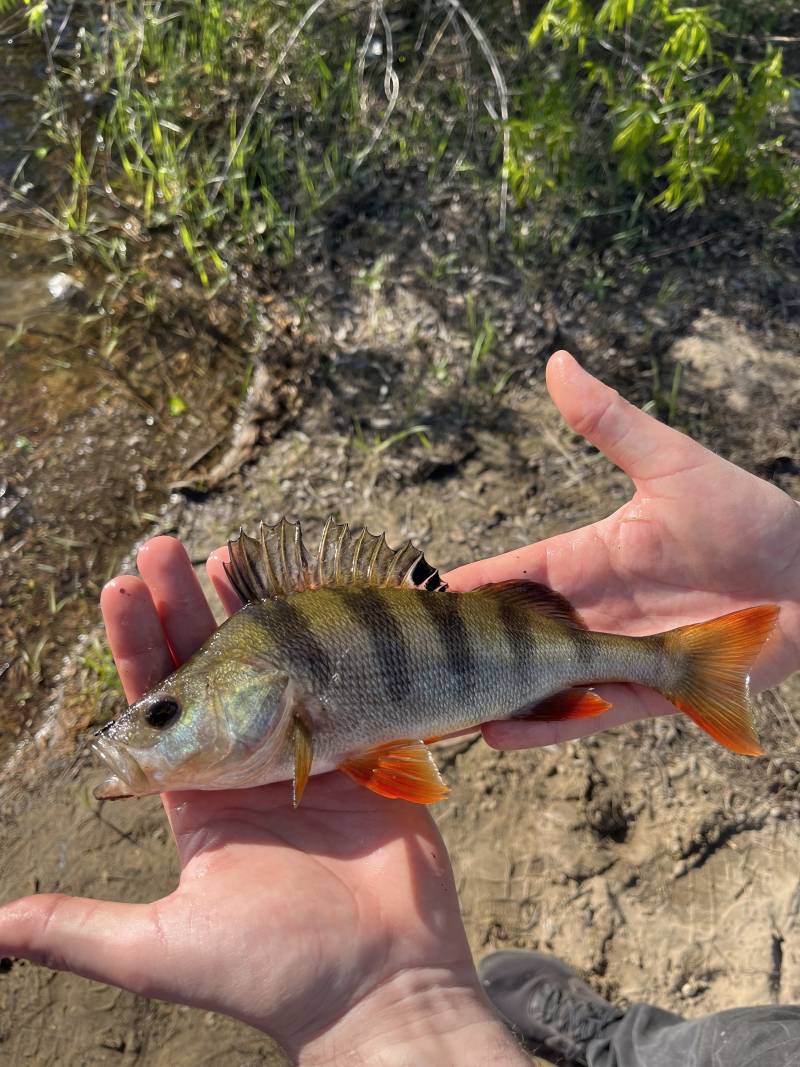 Рыболовный отчет по рыбе: Окунь