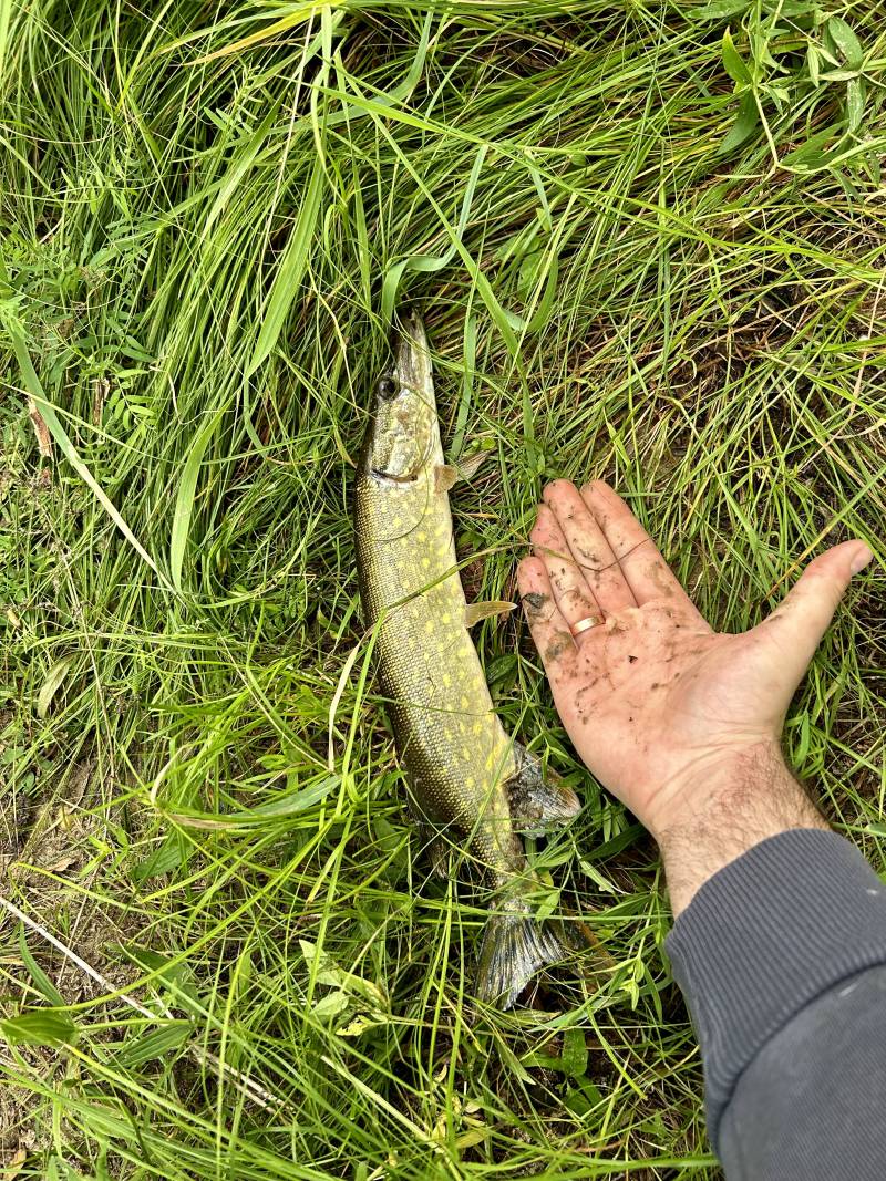 Рыболовный отчет по рыбе: Щука