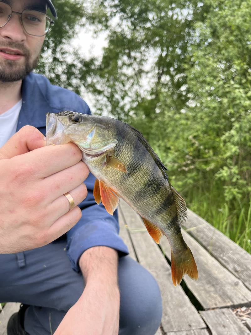 Рыболовный отчет по рыбе: Окунь