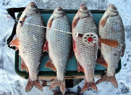 Рыболовный отчет по рыбе: Плотва