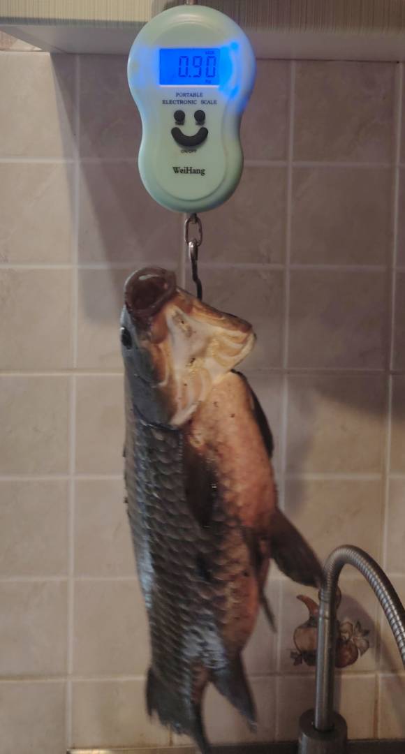 Фотоотчет рыбалки - Светлогорск