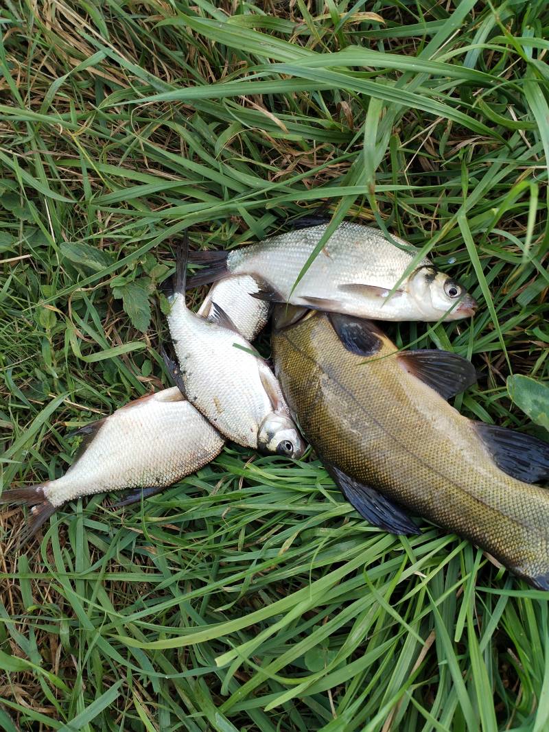 Рыболовный отчет по рыбе: Линь, Лещ