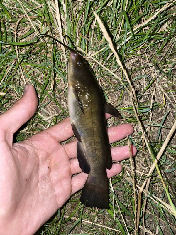 Рыболовный отчет по рыбе: Сом канальный