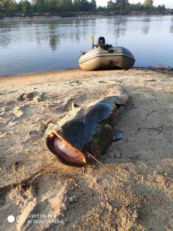 Фотоотчет по рыбе: Сом. Место рыбалки: Гомельская область