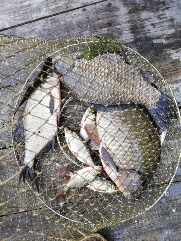 Фотоотчет по рыбе: Карась, Красноперка, Лещ. Место рыбалки: Беларусь