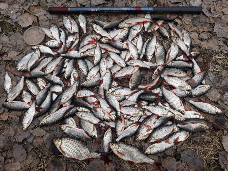 Фотоотчет по рыбе: Красноперка, Плотва. Место рыбалки: Чёрное озеро
