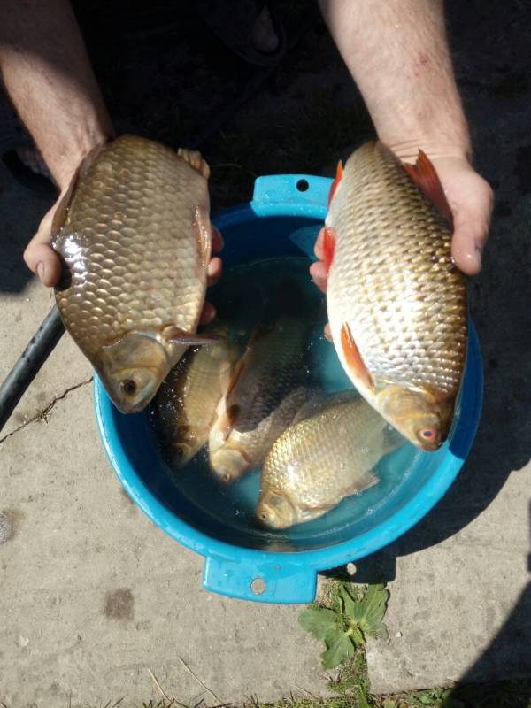 Фотоотчет по рыбе: Карась, Красноперка. Место рыбалки: Беларусь